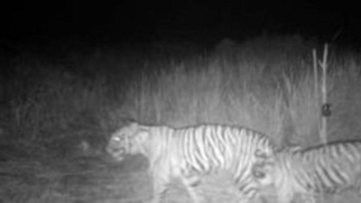 Harimau Sumatera Santap Kambing Umpan BKSDA Riau