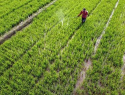 Nilai Tukar Petani Riau Tertinggi di Sumatera