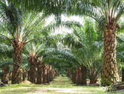 Kelapa Sawit Masa Depan Perekonomian Indonesia
