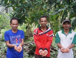 Membangkitkan Aroma Liberica di Negeri Seribu Parit: Menghidupkan Kenangan dan Harapan Baru