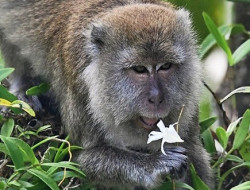 Cinta Monyet: Secuil Kisah di Balik Kedatangan Jokowi