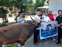 PT SPR Berqurban 1 Ekor Sapi di PWI Riau