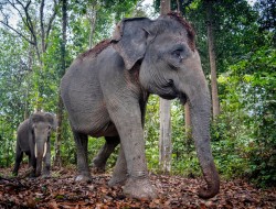Agroforestri Ciptakan Harmonisasi, Gajah dan Petani Kini Hidup Rukun
