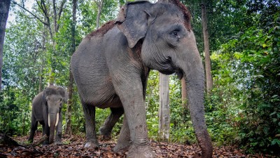Agroforestri Ciptakan Harmonisasi, Gajah dan Petani Kini Hidup Rukun